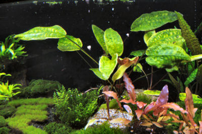 Cryptocoryne cordata grabowski unknown/aquarium strain in submerse cultivation