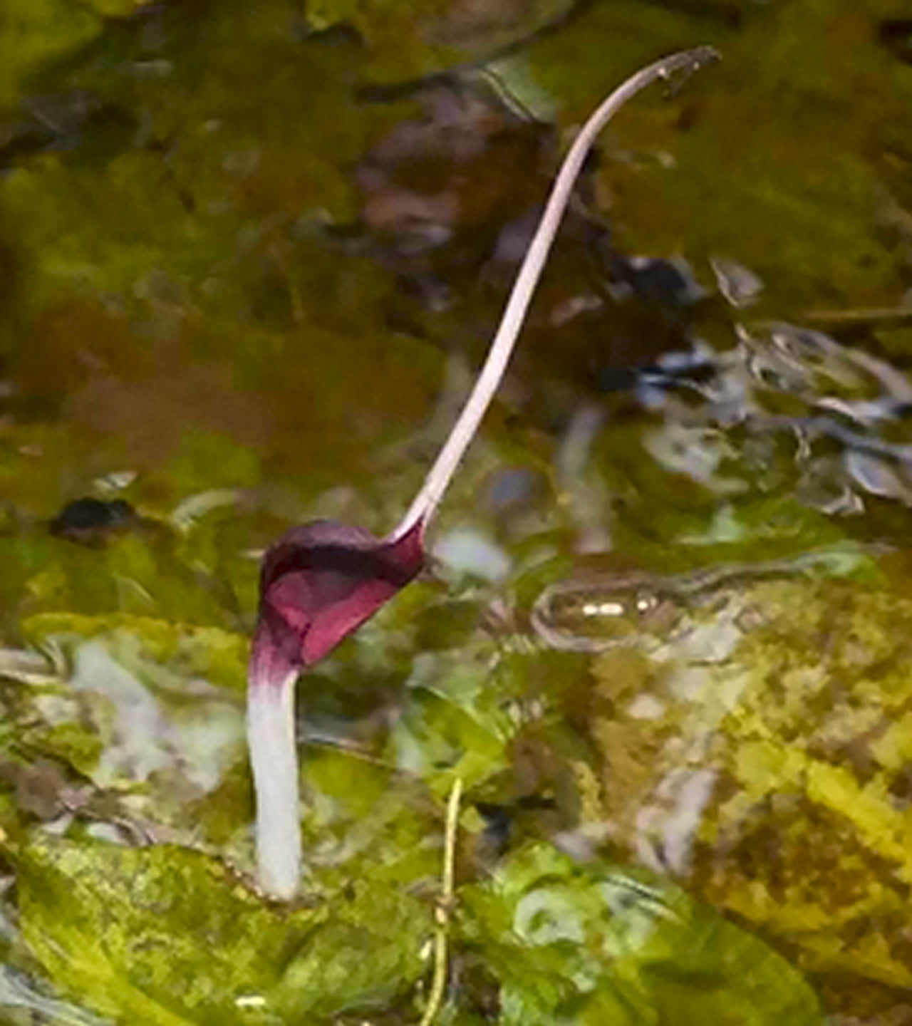 Cryptocoryne longicauda