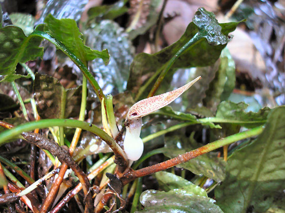 biotope