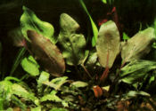 cryptocoryne-blassii-212cf82t.jpg