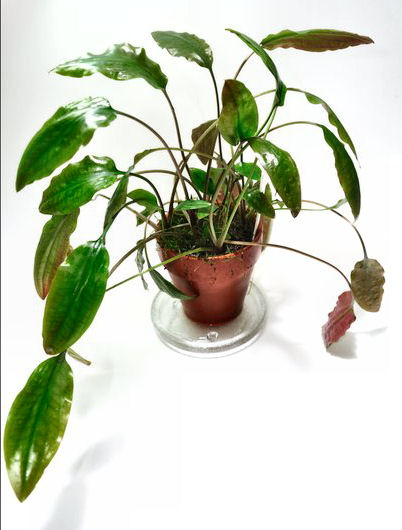 Cryptocoryne cordata siamensis - unknown location/commercial import