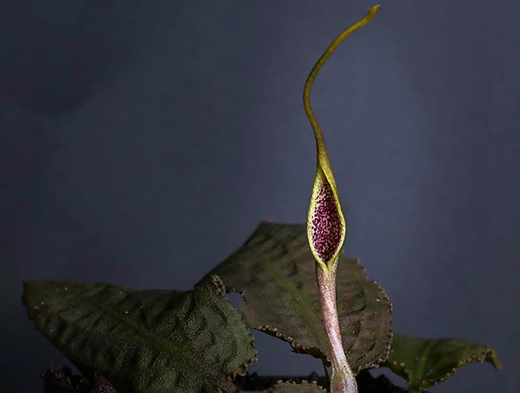 Cryptocoryne x Timahensis