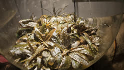 01-0-Copr_2025-Constantino_Gastaldi.jpg 01-0-Copr_2025-Constantino_Gastaldit.jpg