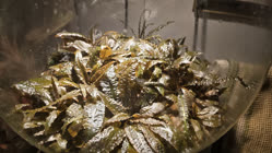 03-0-Copr_2025-Constantino_Gastaldi.jpg 03-0-Copr_2025-Constantino_Gastaldit.jpg