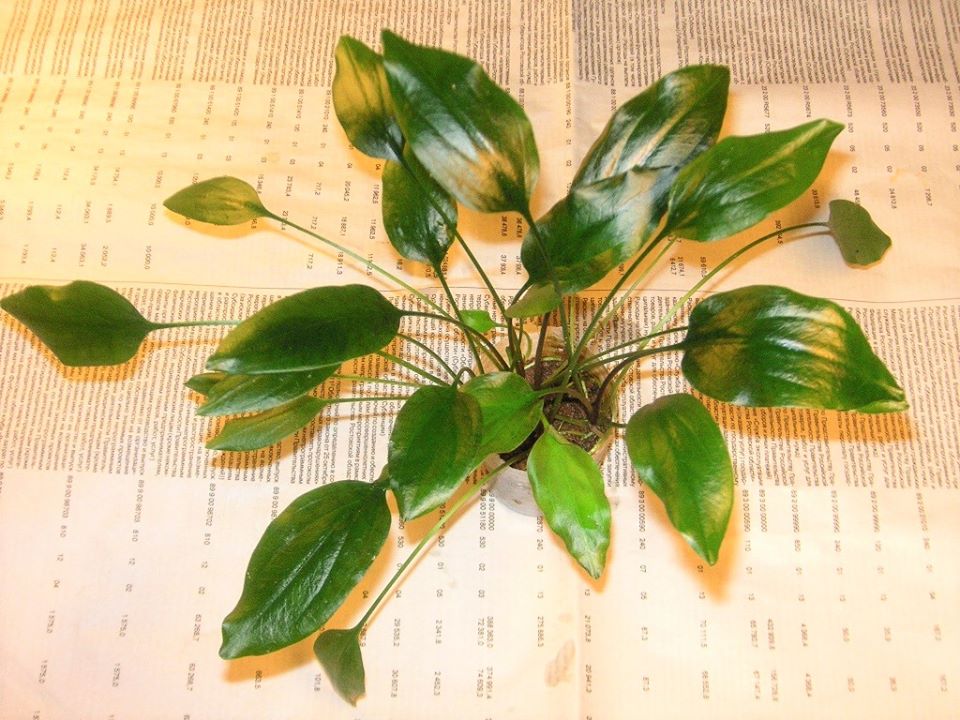 Uidentified species