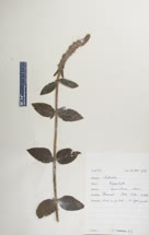Dysophylla
