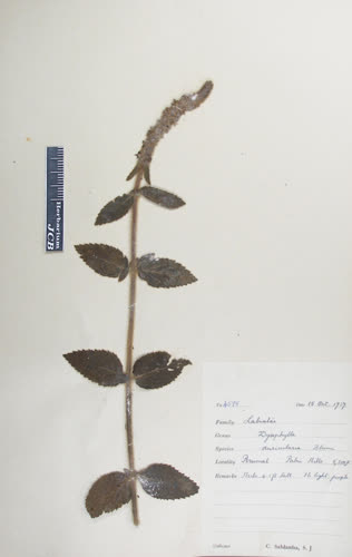Dysophylla