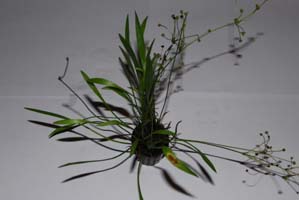 angustifolia