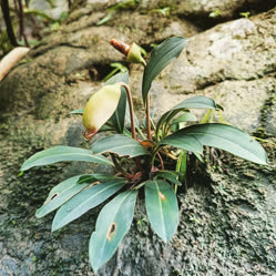 truncatum