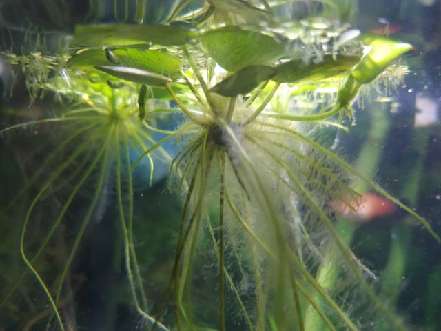 Hydrocharis