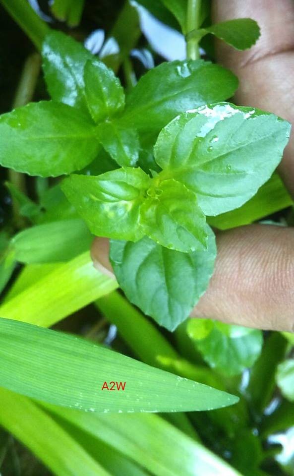 alsinoides