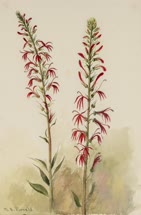 cardinalis