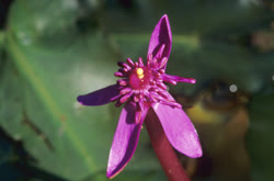 Nymphaeaceae
