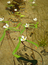 furculifolia
