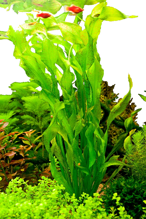 Ottelia ulvifolia