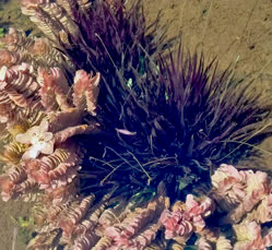 01-0-Copr_2025-Fazal_Babu-Center-Rotala_tulunadensis-left-and-bottom-in-a-pond-in-indiat.jpg