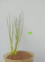Schoenoplectiella lateriflora