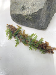 Teratophyllum