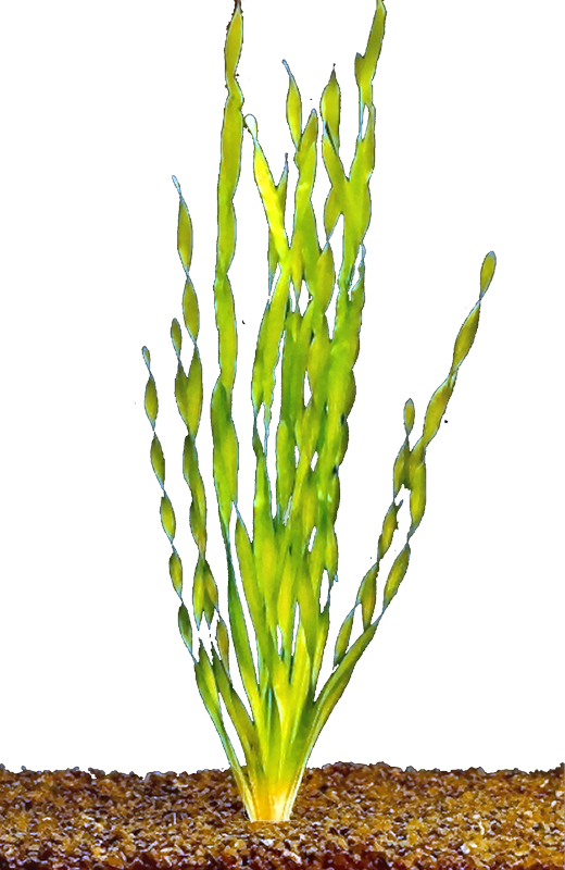 Vallisneria asiatica
